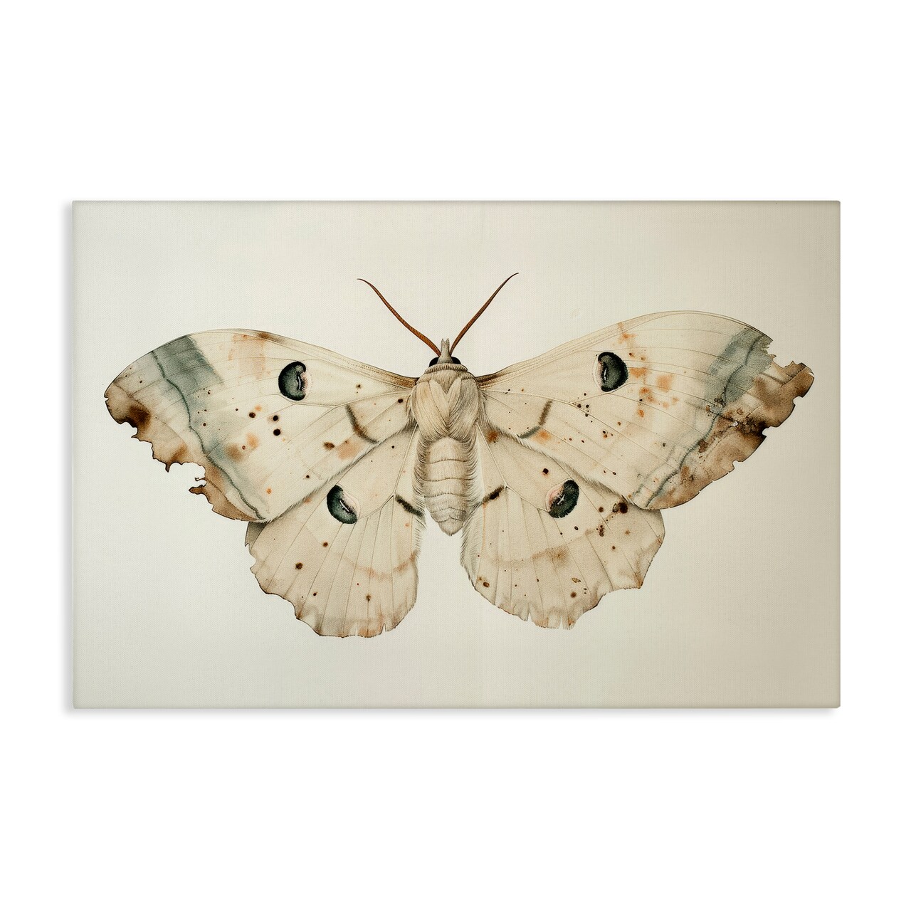 Stupell Industries Vintage Beige Moth Canvas Wall Art Design by Petal Prints Design